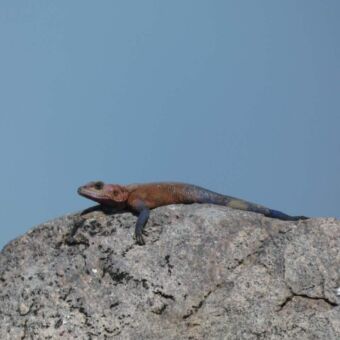 hagedis op een rots. zijn hoofd is rood en het lichaam blauw