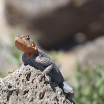 hagedis met een rode kop en een blauw lijfje zittend op een grote rots om op te warmen