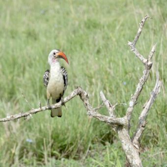 Hornbill in een groen landschap op een tak. De Hornbill heeft een witte borst en een grote rode snavel. Vogels spotten Tanzania
