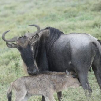 kleine net geboren gnoe kalfje drinkend bij de moeder gnoe in ndutu op de serengeti