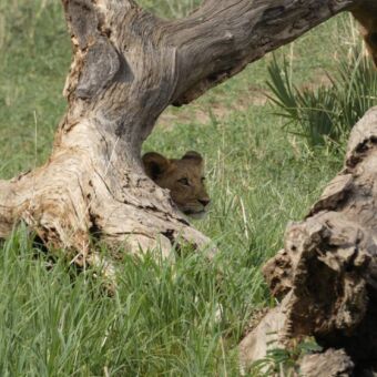 twee oude boomstronken en achter een van deze stronken zie je nog net het hoofd van een leeuwin
