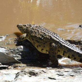 aan de rand van een bruine rivier liggend op een steen een grote krokodil