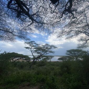 landschap met acaciabomen en verder dichte begroeing met daartussen een meertje