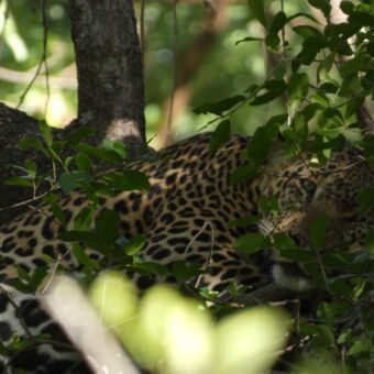een luie luipaard die ligt op een tak en je aankijkt tussen de bladeren door