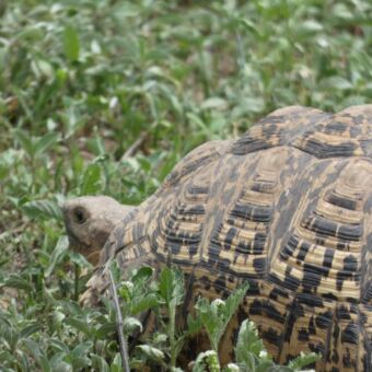 schilpadje met een patroon op het schild van een luipaard lopen over de serengeti