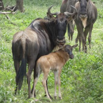 lichtbruin net geboren gnoe kalfje die naast zijn moeder staat op de vlakte van de serengeti