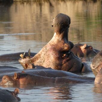 waterpoel met heel veel nijlpaarden erin. eentje heeft zijn bek wagenwijd open