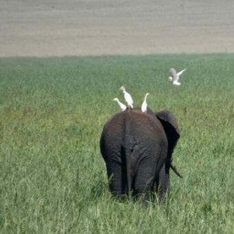 de achterkant van een olifant in het groene gras met witte vogels op zijn rug in tarangire tanzania