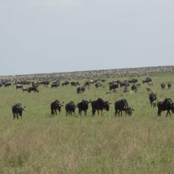 meer op de voorgrond staan een aantal gnoes. daarachter tot aan de horizon nog ontelbaar veel gnoes