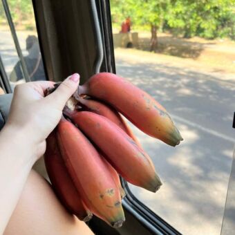 een tros rode bananen die in de hand wordt gehouden