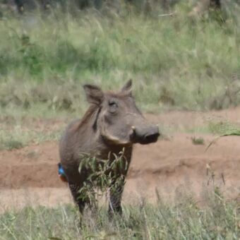 Safari Tanzania. Pumba staand in het gras om zich heen kijkend