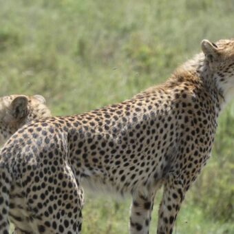 twee cheetahs die om zich heen staan te kijken op zoek naar een prooi