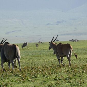 twee elanden die bij je weg lopen in de ngorongoro krater tanzania