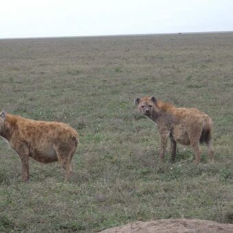 twee hyena's die achter elkaar aanlopen over de vlaktes van de serengeti