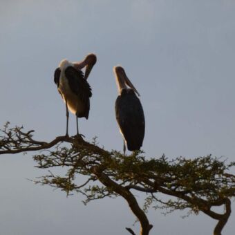 twee marabuo stock die staan op een tak. hun veren zijn zwart en hun nek kleurt roze