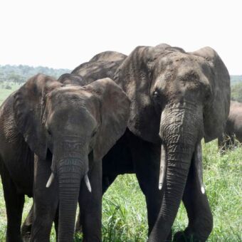 twee olfianten die heel dichtbij staan in het groene gras. ze kijken je recht aan