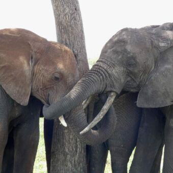twee olifanten die tegen een boom aanstaan en de slurfen in elkaar hebben gerold