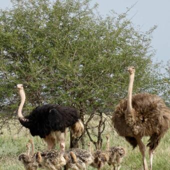 Zwarte mannetje struisvogel en een donkerbruin vrouwtjes struisvogel staand in het gras op de serengeti