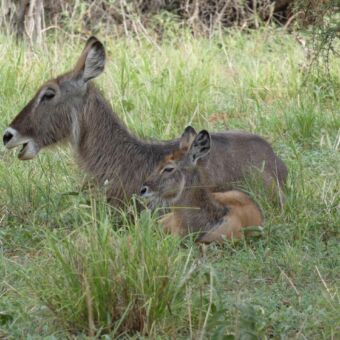 een volwassen waterbok en een jonge waterbok liggen in het groene gras ergens op de serengeti