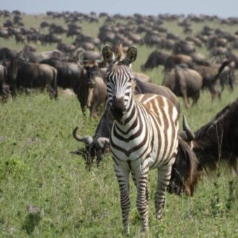 zebra die je aankijkt. daarachter grote kuddes met gnoes tot aan de horizon