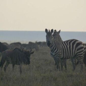 paar zebra's en gnoes op de voorgrond en daarachter over de hele vlakte grote aantallen gnoes