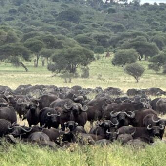grote groep buffels liggend en staand op de groene vlaktes van tarangire