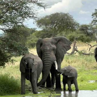Bij een waterplas staat een volwassen vrouwtjes olifant met een puber en een baby te drinken in een groene omgeving van lake manyara