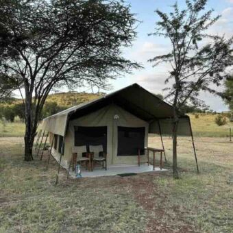 bleek groene safaritent met twee stoelen ervoor tussen de bomen in het gelegras van de serengeti