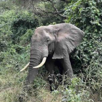 olifant met grote slagtanden die net uit de bosjes komt bij lake manyara