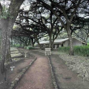 looppad met aan de zijkant groene, kaky safaritenten onder acacia bomen bij ngorongoro