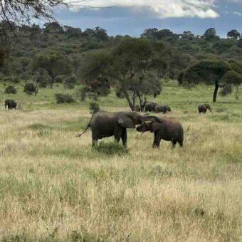 in het gele gras twee olifanten op de voorgrond en daarachter tussen de bosjes meer olifanten in Tarangire