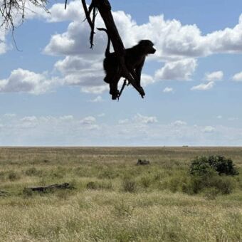 baboon op het uiteinde van een tak uitkijken over de gele vlakte van de serengeti
