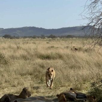 in het gele gras van de serengeti liggen een groep leeuwen