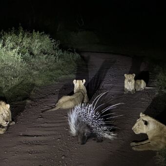 in het donker verlicht door een lamp een groep van vier leeuwen die om een stekelvarken heen liggen