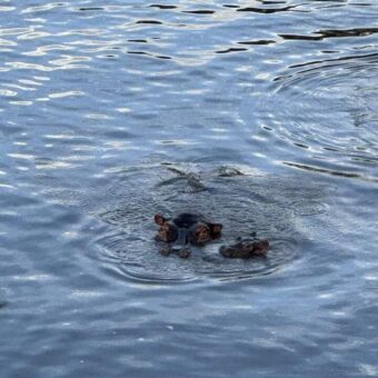 waterplas met een volwassen hippo en een jong met de kopjes net boven water
