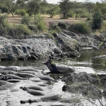grote groep nijlpaarden in een poel. een van de nijlpaarden heeft zijn bek helemaal opengespert