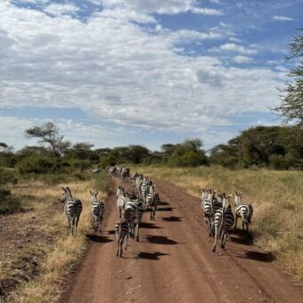een groep zebra's die op een gravel weg rennen voor de safari auto