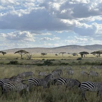 Grote groep zebra's op de voorgrond staand op de vlakte van de Serengeti