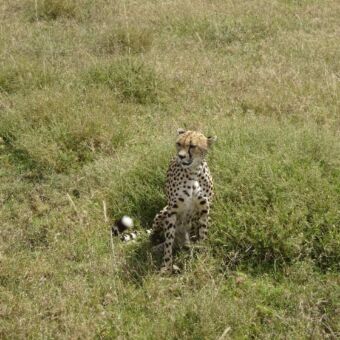 cheeta die zit in het gras op de serengeti. hij kijkt een beetje boos