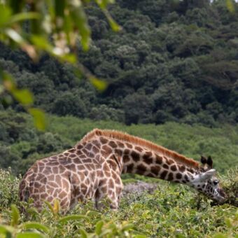 een giraf die voorovergebogen bladeren eet van de bosjes. de giraf staat zelf ook midden tussen de bosjes