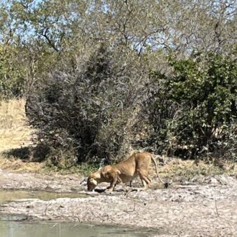 leeuwin die drinkt bij een poel in ruaha national park
