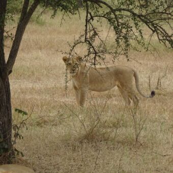 leeuwin staand in het goud gele gras je aankijkend vlakbij de stam van een acacia boom
