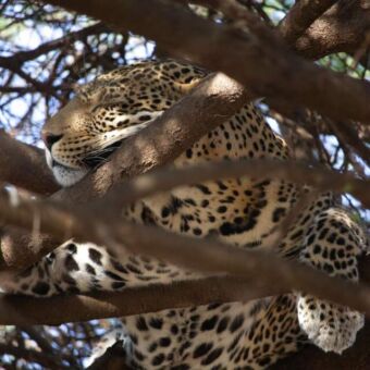 tussen de donkere takken van een boom ligt op een van de takken een luipaard te slapen