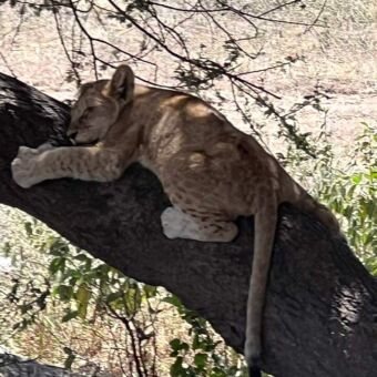slapend welpje liggend op een donkere boomtak