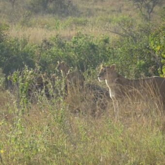in het hoge gele gras staat een leeuwin die gefocust voor zich uitkijkt. daarachter een welpje die op een steen zit en dezelfde kant op kijkt