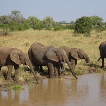 op de voorgrond een waterpoel met aan de rand een groepje olifanten die aan het drinken is. op de achtergrond de vlaktes van de serengeti