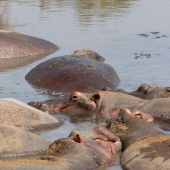 groepje nijlpaarden in een poel met vies donker bruin water