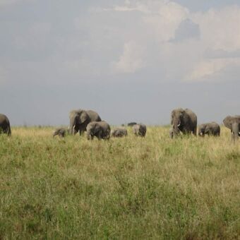 In het goudgele gras loopt een grote kudde olifanten naar je toe. op de achtergrond prachtige bewolkte luchten in een open landschap