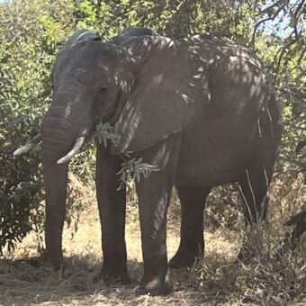 close-up van een olifant die in de schaduw staat van de bosjes in Ruaha national park