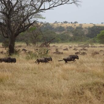 op de savannes van de serengeti in het goudgele gras lopen in draf een kudde gnoes tijdens de grote migratie